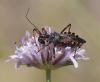 Rhynocoris sp.